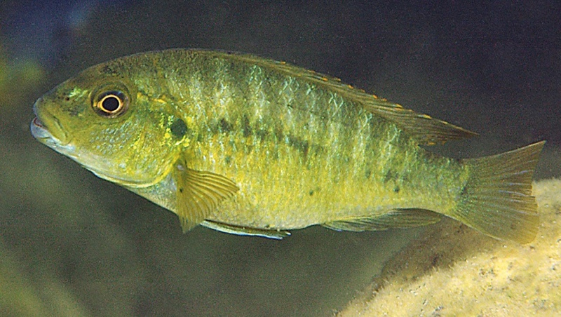 Pseudotropheus sp. 'williamsi maleri' Nakantenga Island